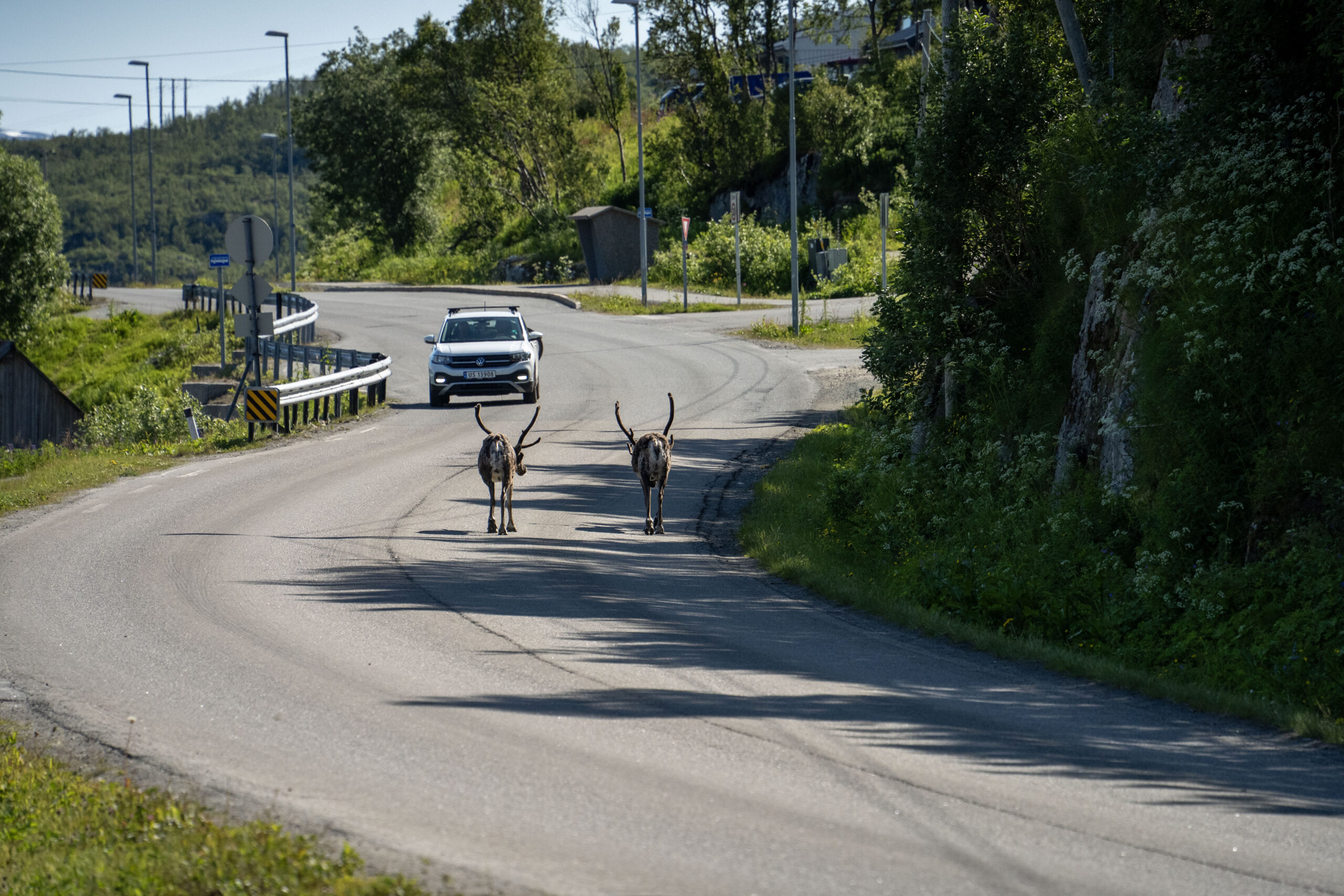 Two reindeer walking by a road, with a car in the bakground